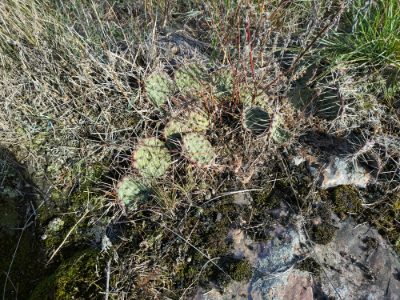 BlueMoundsStatePark_Cacti